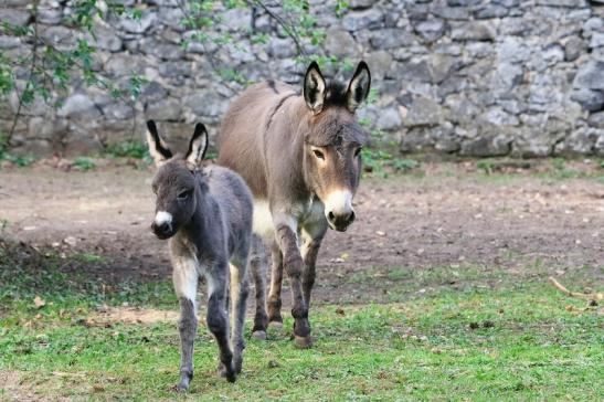 Hausesel Wildpark Alte Fasanerie Klein Auheim 2017