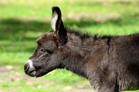 Hausesel Wildpark Alte Fasanerie Klein Auheim 2018