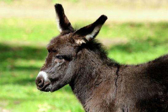 Hausesel Wildpark Alte Fasanerie Klein Auheim 2018