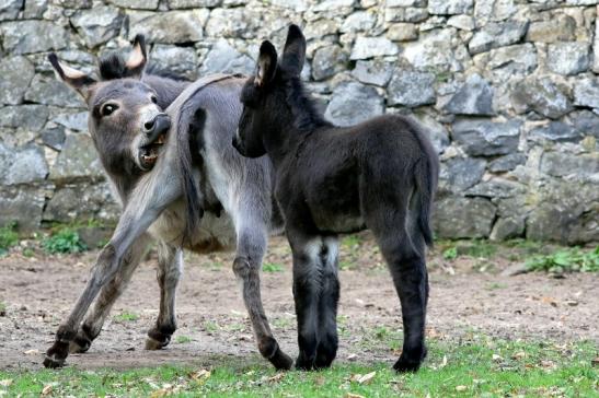 Hausesel Wildpark Alte Fasanerie Klein Auheim 2018