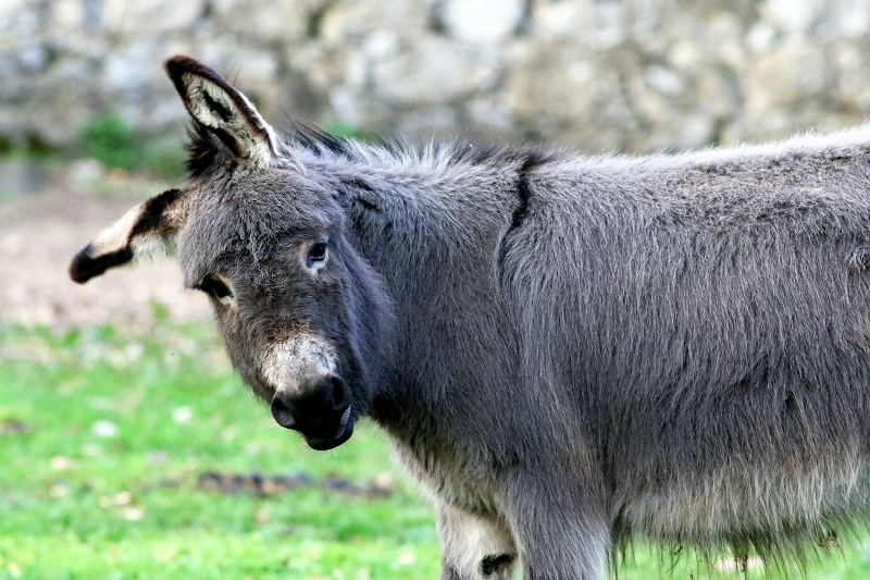 Hausesel Wildpark Alte Fasanerie Klein Auheim 2018