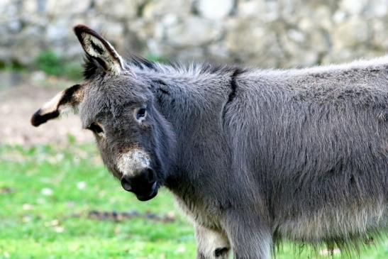 Hausesel Wildpark Alte Fasanerie Klein Auheim 2018