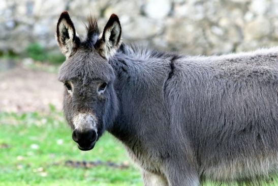 Hausesel Wildpark Alte Fasanerie Klein Auheim 2018