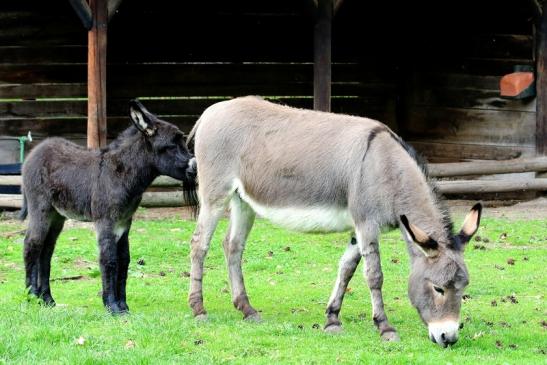 Hausesel Wildpark Alte Fasanerie Klein Auheim 2018