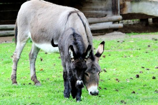 Hausesel Wildpark Alte Fasanerie Klein Auheim 2018