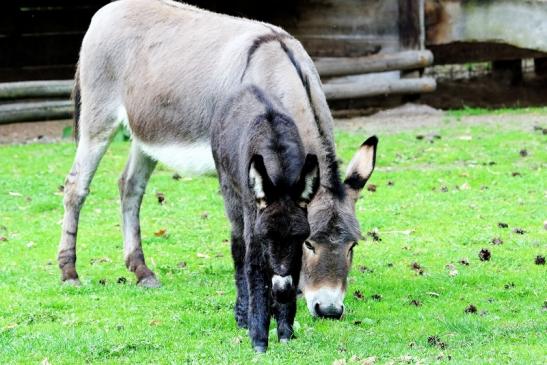 Hausesel Wildpark Alte Fasanerie Klein Auheim 2018