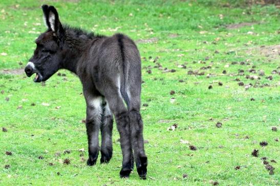 Hausesel Wildpark Alte Fasanerie Klein Auheim 2018