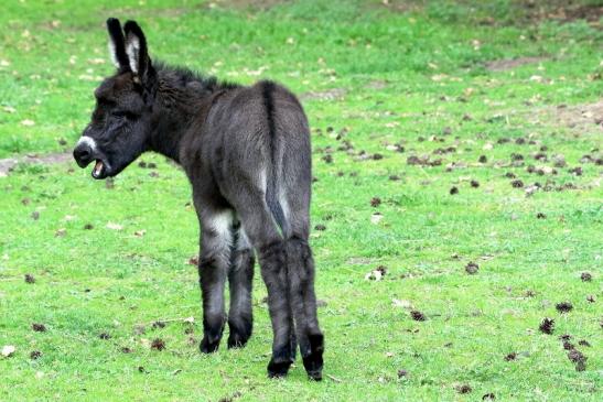 Hausesel Wildpark Alte Fasanerie Klein Auheim 2018