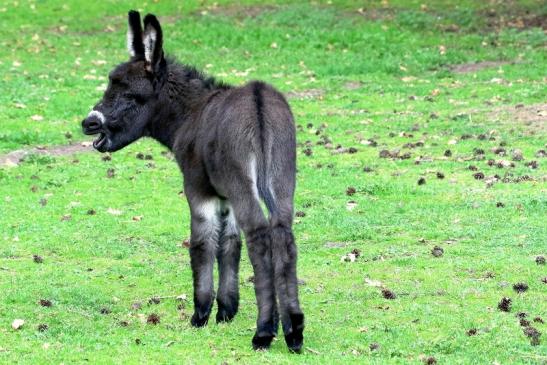 Hausesel Wildpark Alte Fasanerie Klein Auheim 2018