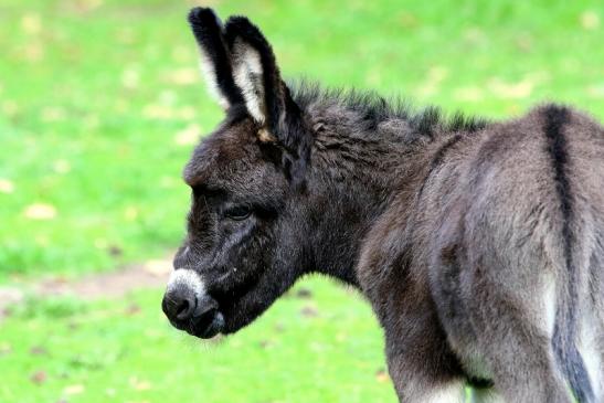 Hausesel Wildpark Alte Fasanerie Klein Auheim 2018