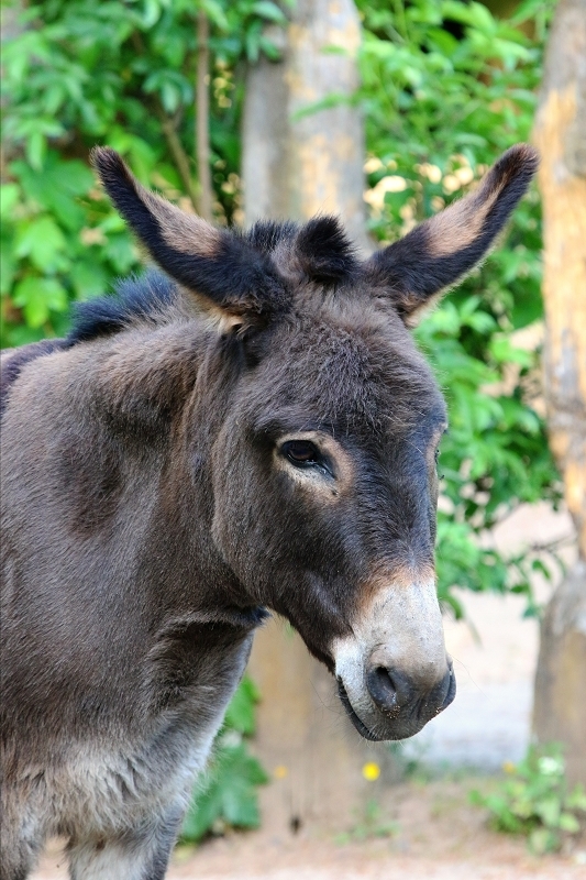 Daums Tierwelt - Hausesel