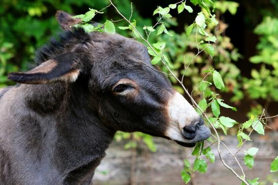 Hausesel Zoo Vivarium Darmstadt 2017