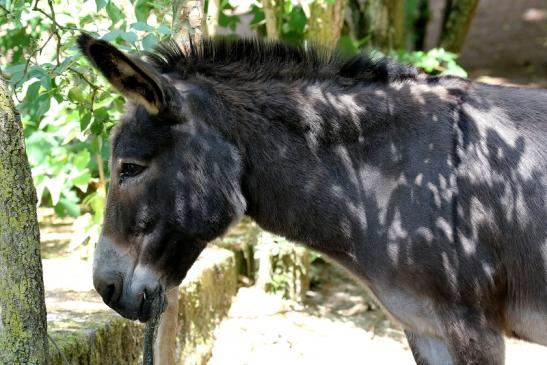 Hausesel Zoo Vivarium Darmstadt 2019