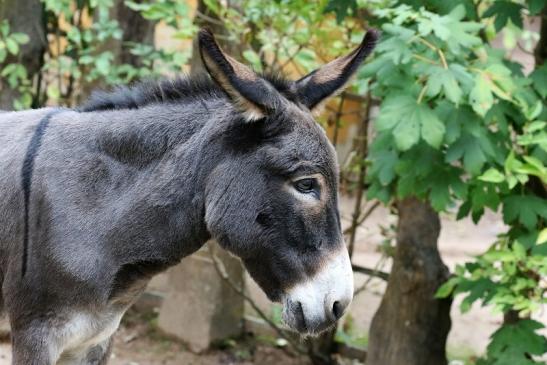 Hausesel Zoo Vivarium Darmstadt 2019