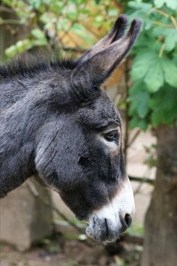 Hausesel Zoo Vivarium Darmstadt 2019