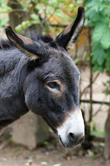 Hausesel Zoo Vivarium Darmstadt 2019