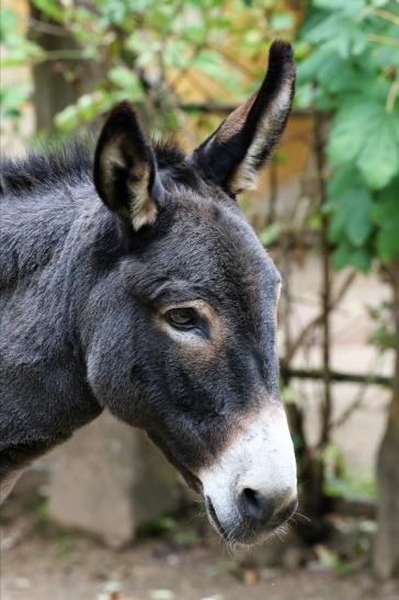 Hausesel Zoo Vivarium Darmstadt 2019