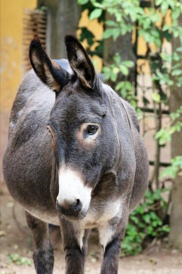 Hausesel Zoo Vivarium Darmstadt 2019