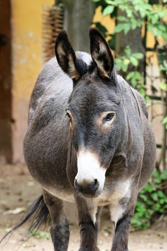 Hausesel Zoo Vivarium Darmstadt 2019