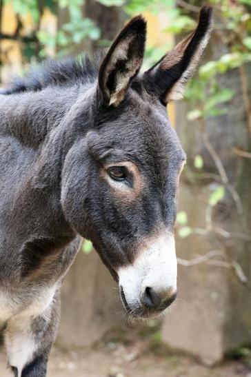 Hausesel Zoo Vivarium Darmstadt 2019