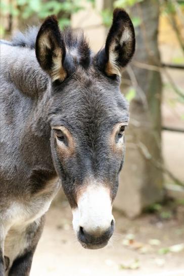 Hausesel Zoo Vivarium Darmstadt 2019