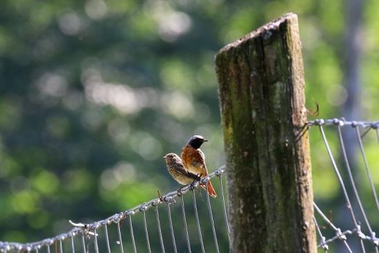 Gartenrotschwanz mit Jungtier Wildpark Alte Fasanerie Klein Auheim 2021