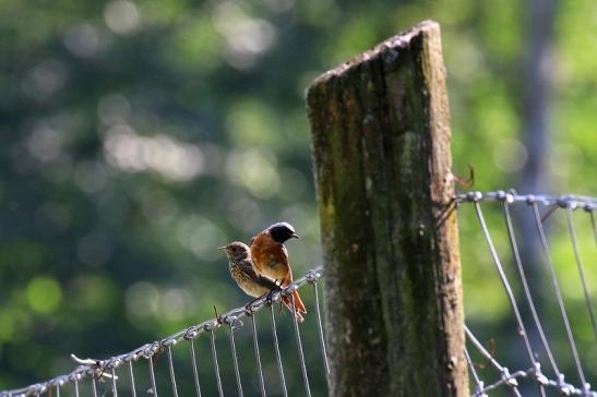 Gartenrotschwanz mit Jungtier Wildpark Alte Fasanerie Klein Auheim 2021