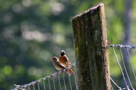 Hausrotschwanz Paar Wildpark Alte Fasanerie Klein Auheim 2021