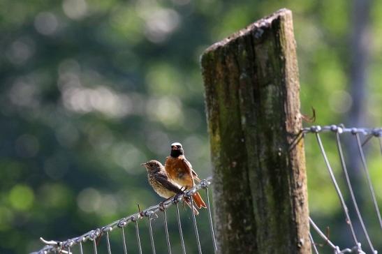 Gartenrotschwanz mit Jungtier Wildpark Alte Fasanerie Klein Auheim 2021