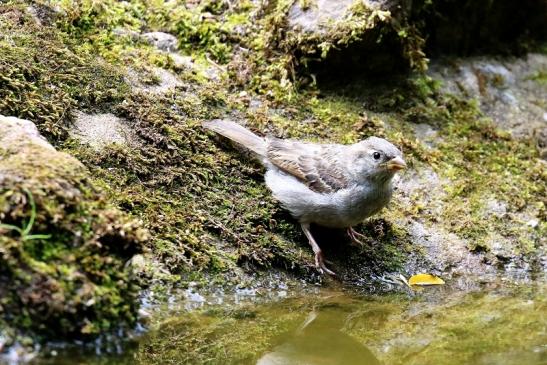 Haussperling im Zoo Vivarium Darmstadt 2020