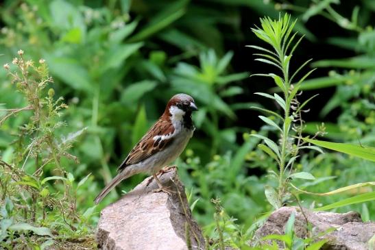 Haussperling im Zoo Vivarium Darmstadt 2020