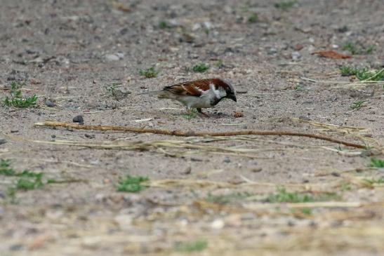 Haussperling Wildpark Alte Fasanerie Klein Auheim 2021