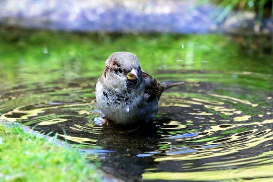 Haussperling Opel Zoo Kronberg 2015