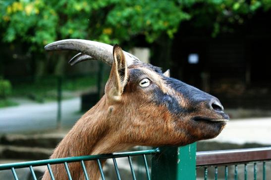 Hausziege Opel Zoo Kronberg 2012