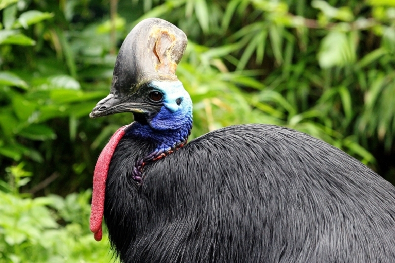 Helmkasuar Zoo Frankfurt 2013