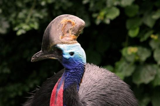 Helmkasuar Zoo Frankfurt 2013