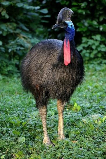 Helmkasuar Zoo Frankfurt 2014