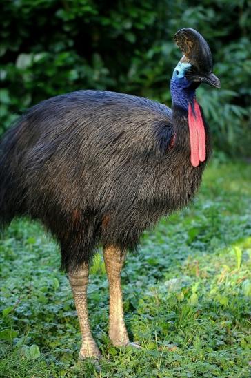 Helmkasuar Zoo Frankfurt 2014