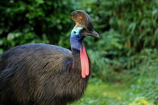 Helmkasuar Zoo Frankfurt 2014