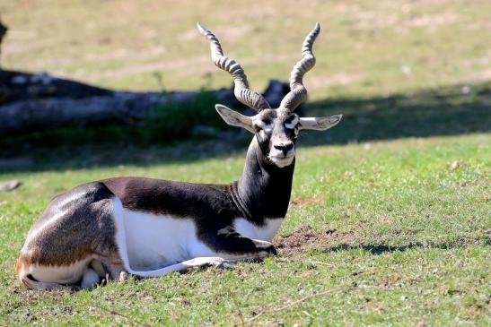 Hirschziegenantilope Bock Opel ZooKronberg 2019