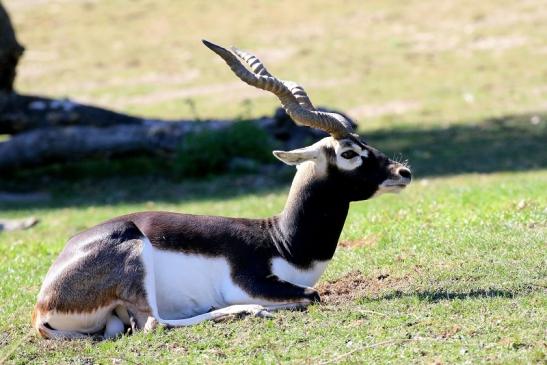 Hirschziegenantilope Bock Opel ZooKronberg 2019