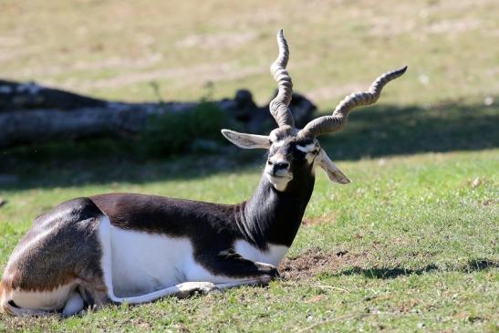 Hirschziegenantilope Bock Opel ZooKronberg 2019