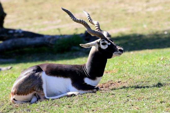 Hirschziegenantilope Bock Opel ZooKronberg 2019