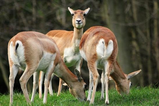 Hirschziegenantilope Opel Zoo Kronberg 2014