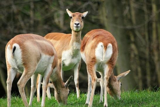 Hirschziegenantilope Opel Zoo Kronberg 2014