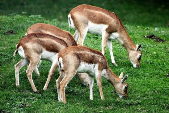 Hirschziegenantilope Opel Zoo Kronberg 2014