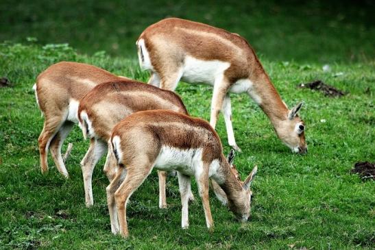 Hirschziegenantilope Opel Zoo Kronberg 2014