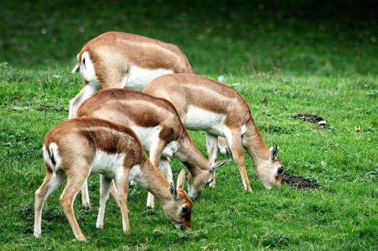 Hirschziegenantilope Opel Zoo Kronberg 2014