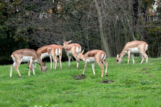 Hirschziegenantilope Opel Zoo Kronberg 2014