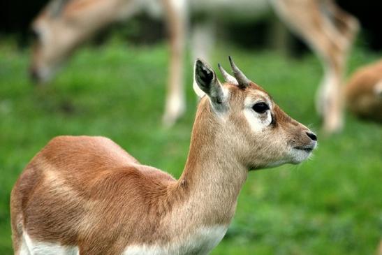 Hirschziegenantilope Opel Zoo Kronberg 2014